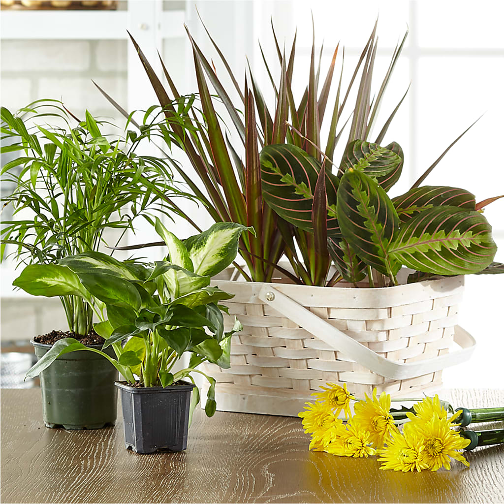 Florist Designed Blooming and Green Plants in a Basket – Floral Elegance By Jourdain, Inc., Columbia SC