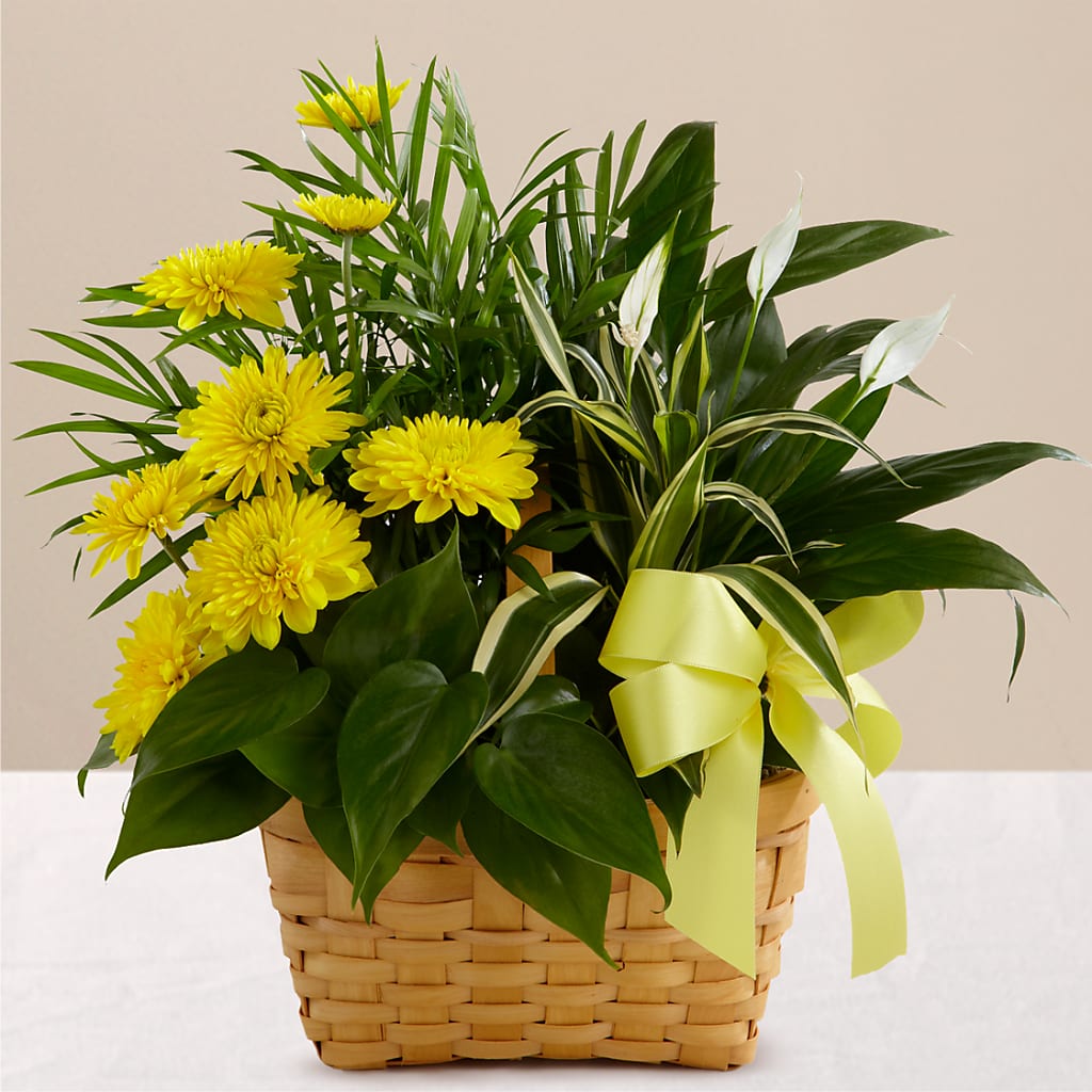 Loving Light Dishgarden – Floral Elegance By Jourdain, Inc., Columbia SC