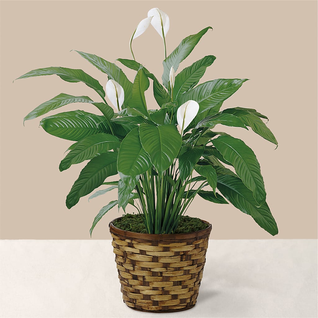 Tranquil Moments Peace Lily Plant – Floral Elegance By Jourdain, Inc., Columbia SC