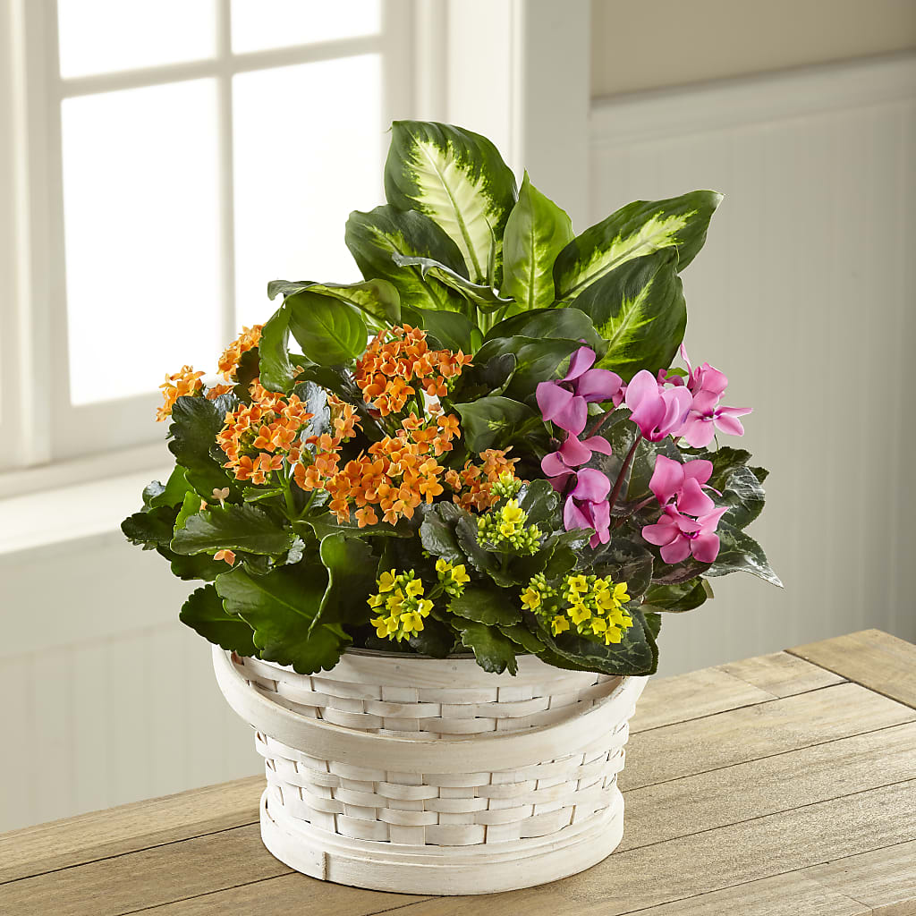 Color Crush Dishgarden – Floral Elegance By Jourdain, Inc., Columbia SC