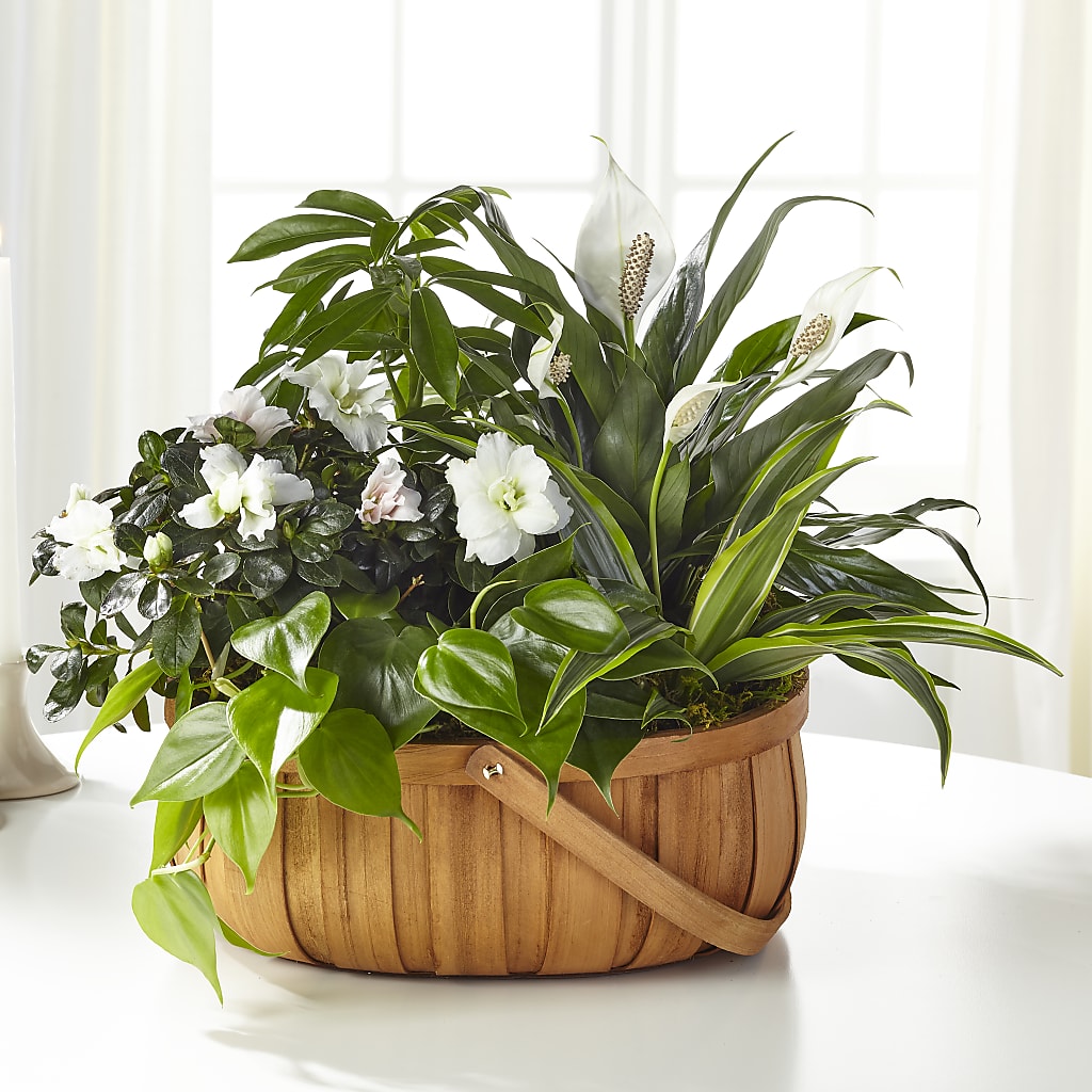 Serene Dishgarden – Floral Elegance By Jourdain, Inc., Columbia SC