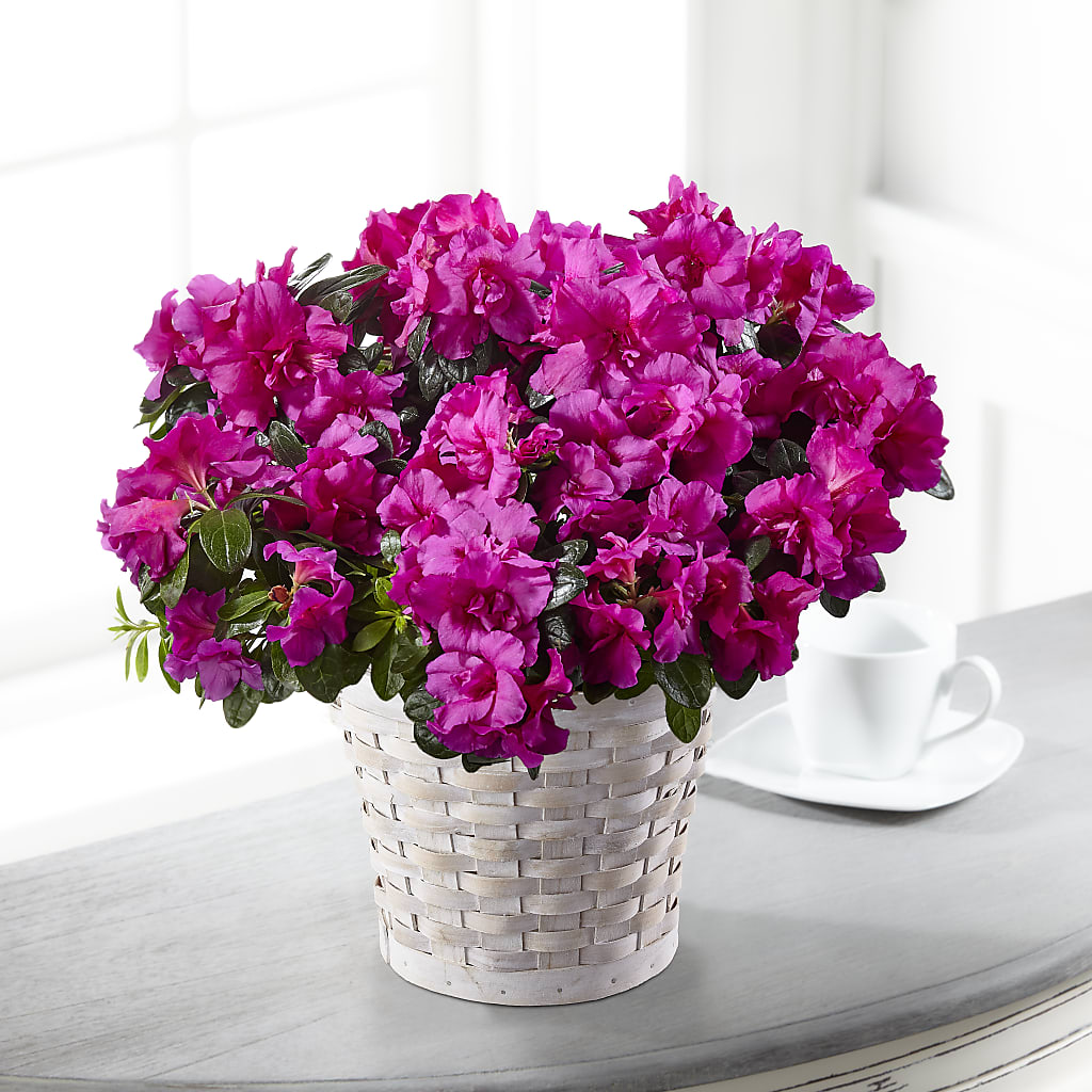 Hope & Serenity Azalea Plant – Floral Elegance By Jourdain, Inc., Columbia SC