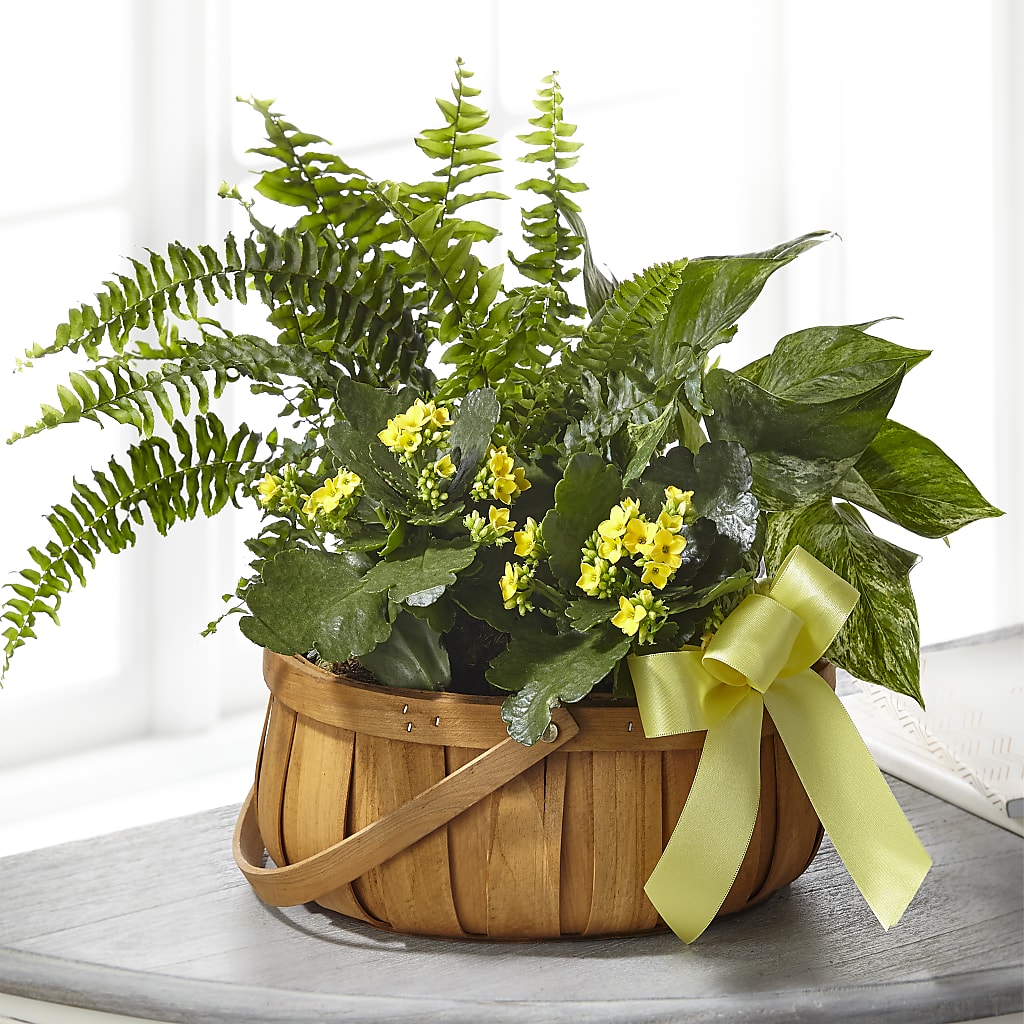 Always Dear Dishgarden – Floral Elegance By Jourdain, Inc., Columbia SC