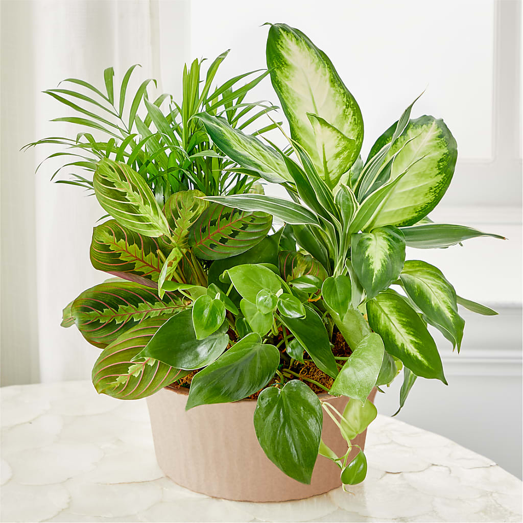 Balance & Harmony Dishgarden – Floral Elegance By Jourdain, Inc., Columbia SC