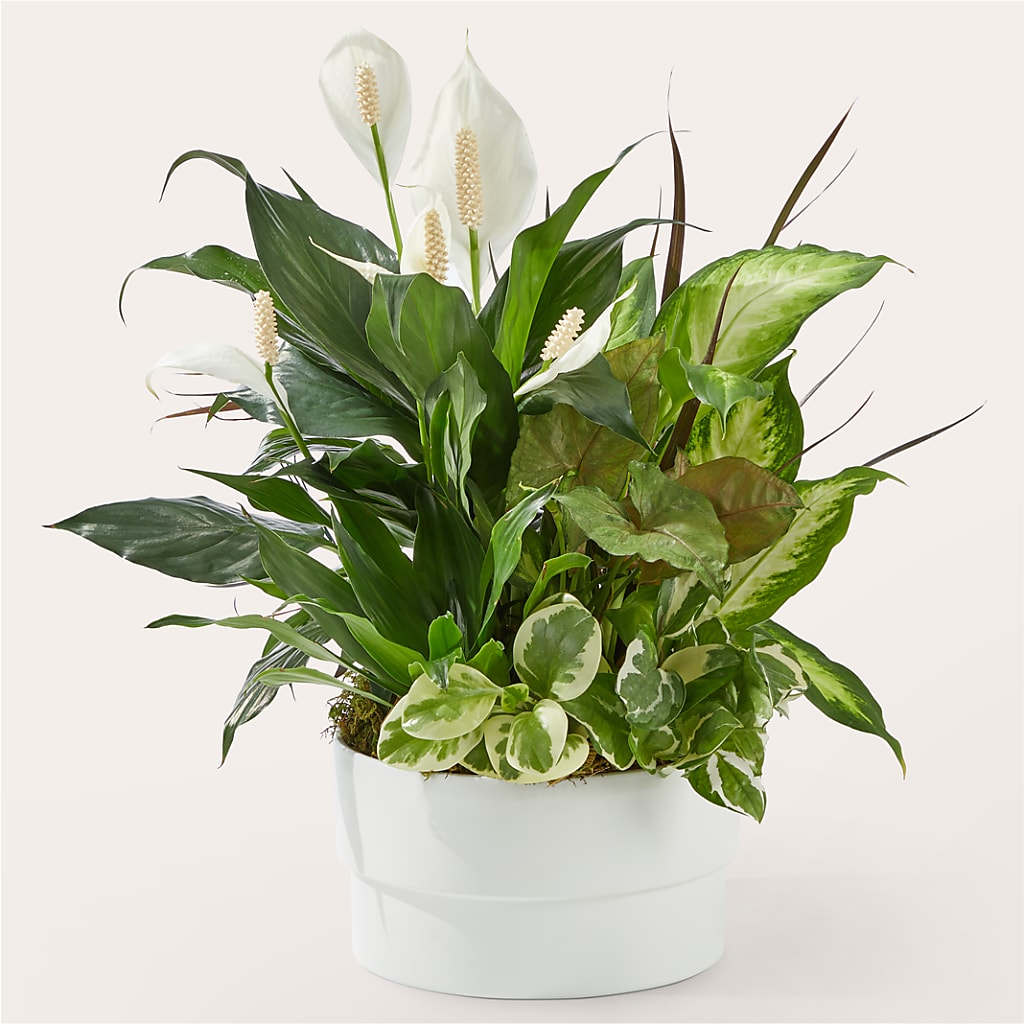 Radiating Positivity Dishgarden – Floral Elegance By Jourdain, Inc., Columbia SC